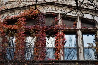 autumn ivy